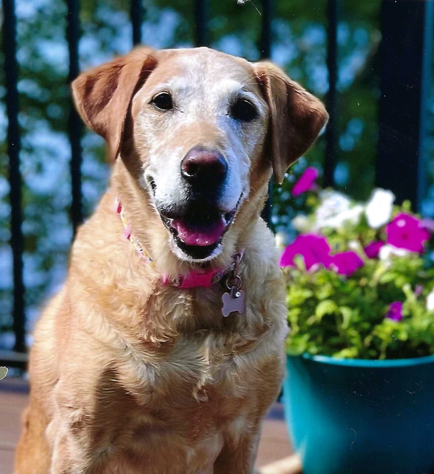 Lily's portrait