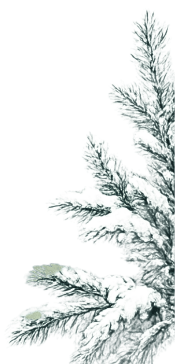 snowpine