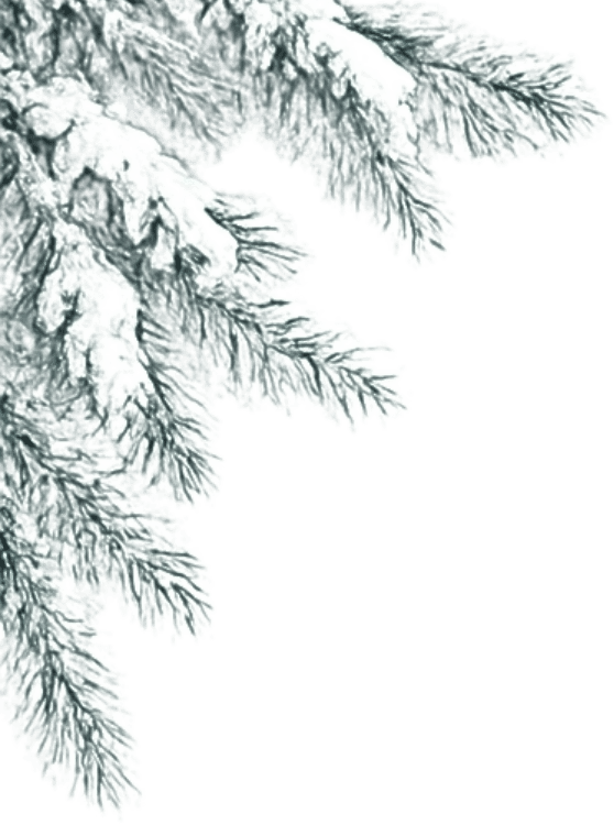snowpine