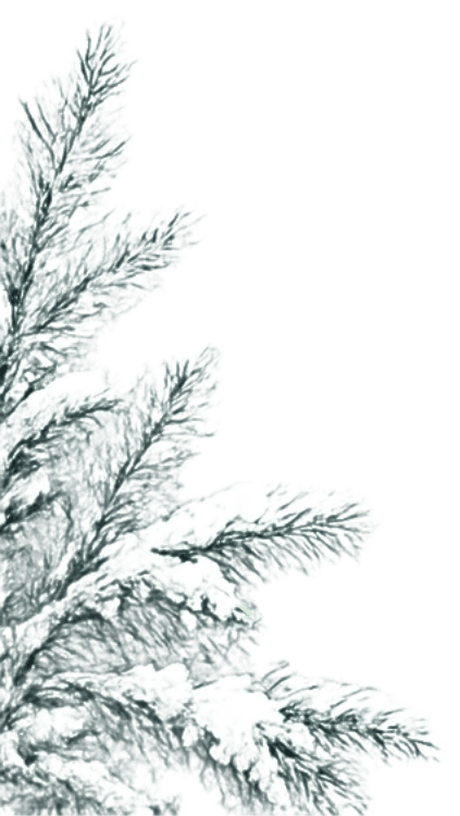 snowpine
